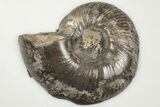 Cut & Polished, Pyritized Ammonite Fossil (Half) - Russia #198361-1